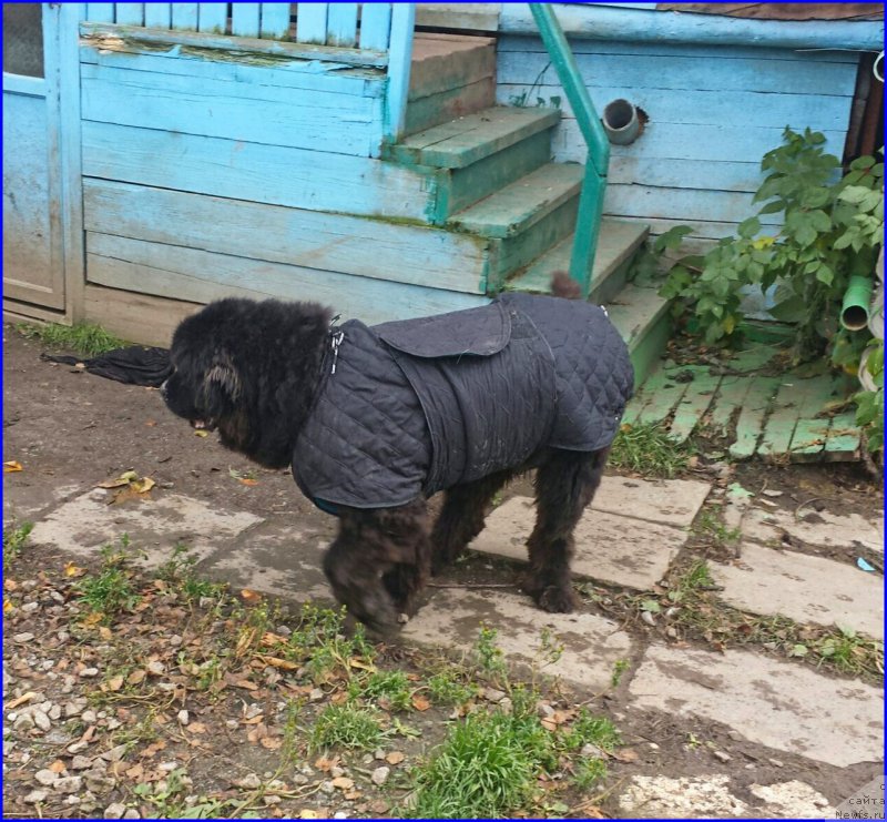 Фото: ньюфаундленд Valensiya CHernaya Jemchujina (Валенсия Черная Жемчужина)