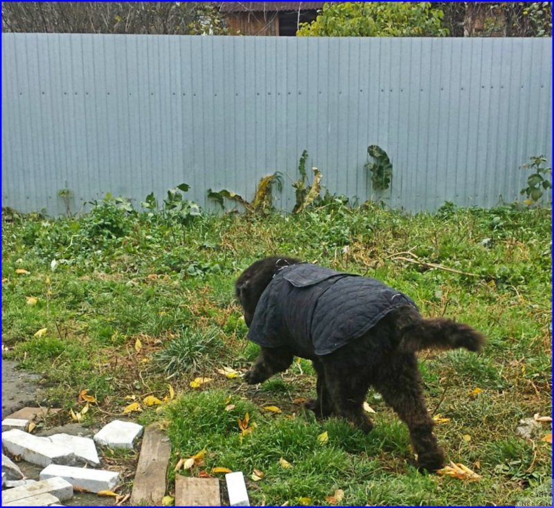 Фото: ньюфаундленд Valensiya CHernaya Jemchujina (Валенсия Черная Жемчужина)