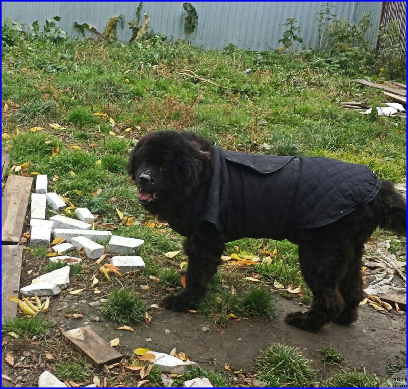 Фото: ньюфаундленд Valensiya CHernaya Jemchujina (Валенсия Черная Жемчужина)