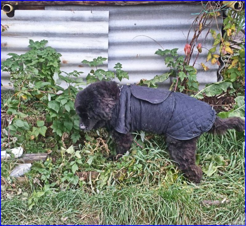 Фото: ньюфаундленд Valensiya CHernaya Jemchujina (Валенсия Черная Жемчужина)
