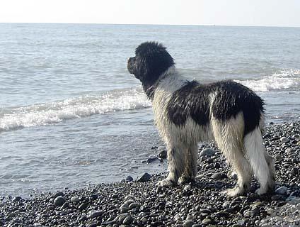 Фото: ньюфаундленд Don't Worry Be Happy de L'Etoile de Cyrice