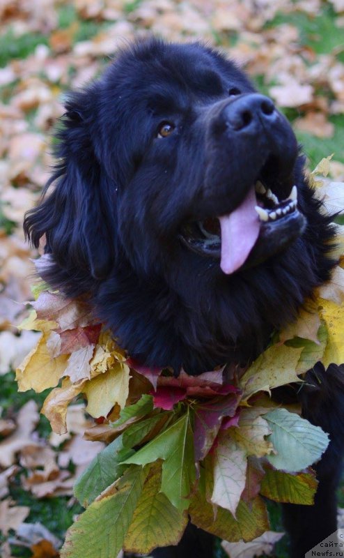 Фотография № 192955