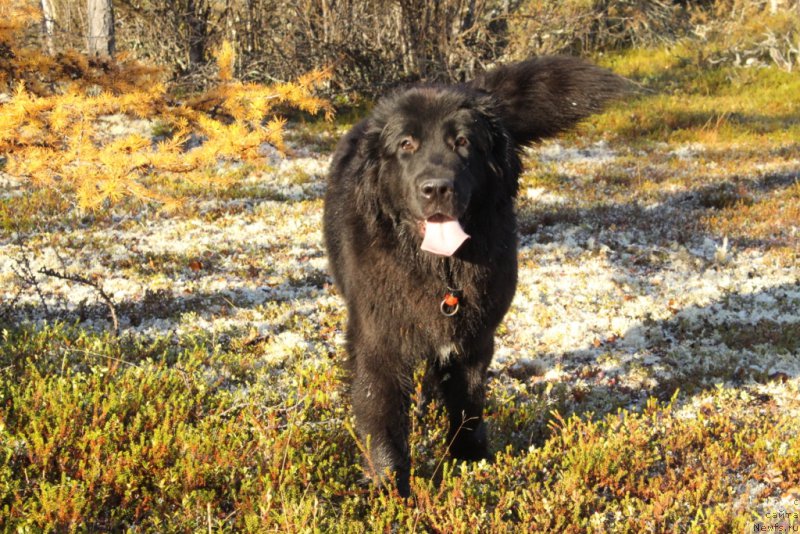 Фото: ньюфаундленд Ledi Fortuna (Леди Фортуна)