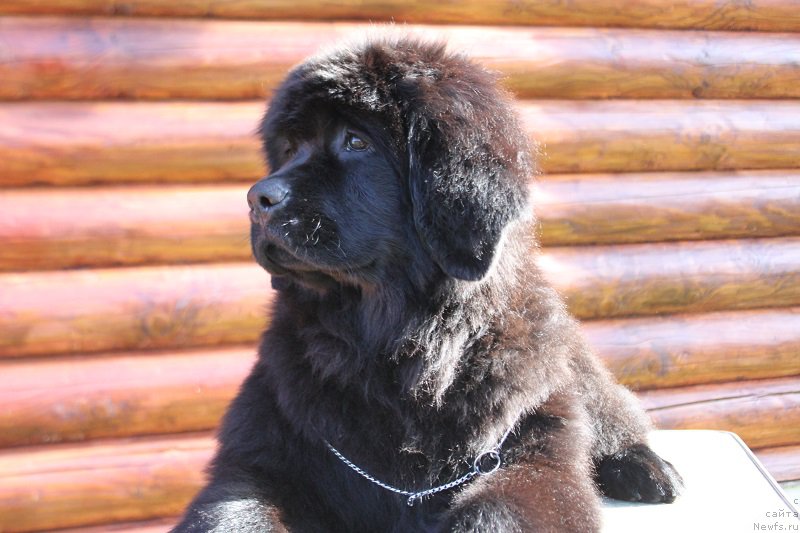 Фото: Natal'ya Smazchikova (Наталья Смазчикова)