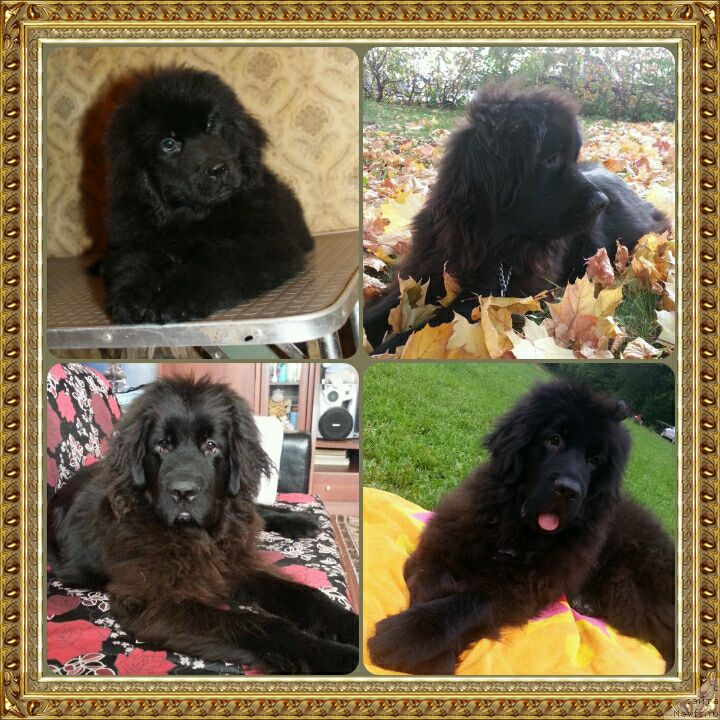 Фото: ньюфаундленд Kiper Soul Simba (Кипер Соул Симба)