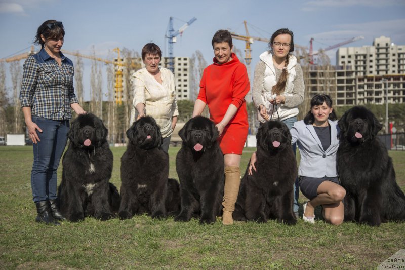 Фото: ньюфаундленд Aquatoriya Kelvin Schedrivchik (Акватория Келвин Щедривчик), ньюфаундленд Aquatoriya Kelvin Franshize (Акватория Келвин Франшиза), ньюфаундленд Akvatoriya Kelvin YAhtsmen (Акватория Келвин Яхтсмен), ньюфаундленд Akvatoriya Kelvin YAvnoe CHudo (Акватория Келвин Явное Чудо), ньюфаундленд Sent Djons Loving Stare (Сент Джонс Лавин Стэар)