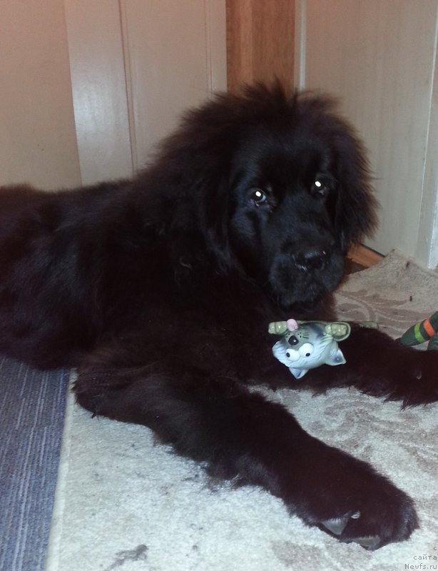 Фото: ньюфаундленд Kiper Soul Simba (Кипер Соул Симба)