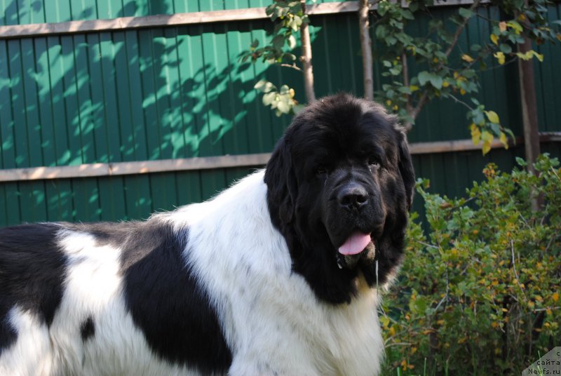 Фотография № 192998