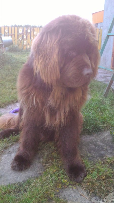 Фото: YUliya Ryichkova (Юлия Рычкова), ньюфаундленд N'yufort YUray Kvin (Ньюфорт Юрай Квин)