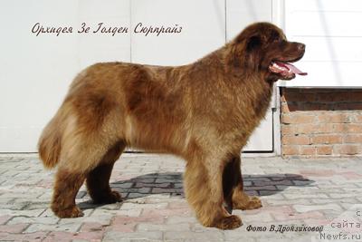 Фото: ньюфаундленд Orhideya Ze Golden Syurprayz ot Baterflyay (Орхидея Зе Голден Сюрпрайз от Батерфляй)