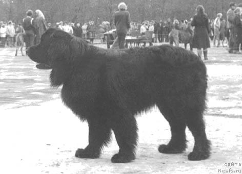 Фото: ньюфаундленд YEzop (Эзоп)