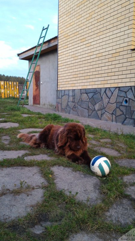 Фото: YUliya Ryichkova (Юлия Рычкова), ньюфаундленд N'yufort YUray Kvin (Ньюфорт Юрай Квин)