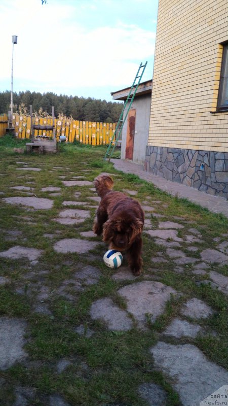 Фото: ньюфаундленд N'yufort YUray Kvin (Ньюфорт Юрай Квин)
