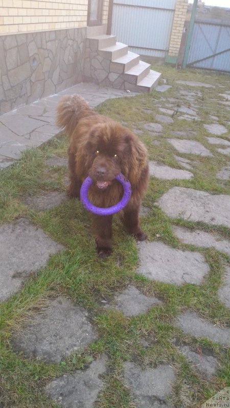 Фото: ньюфаундленд N'yufort YUray Kvin (Ньюфорт Юрай Квин)