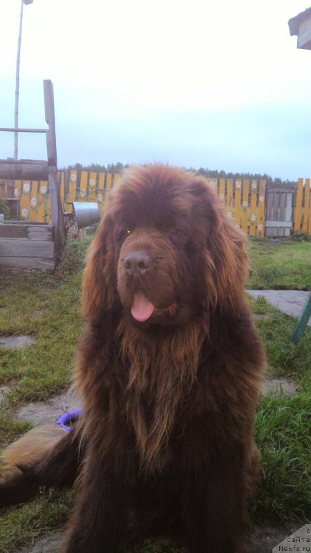 Фото: ньюфаундленд N'yufort YUray Kvin (Ньюфорт Юрай Квин)