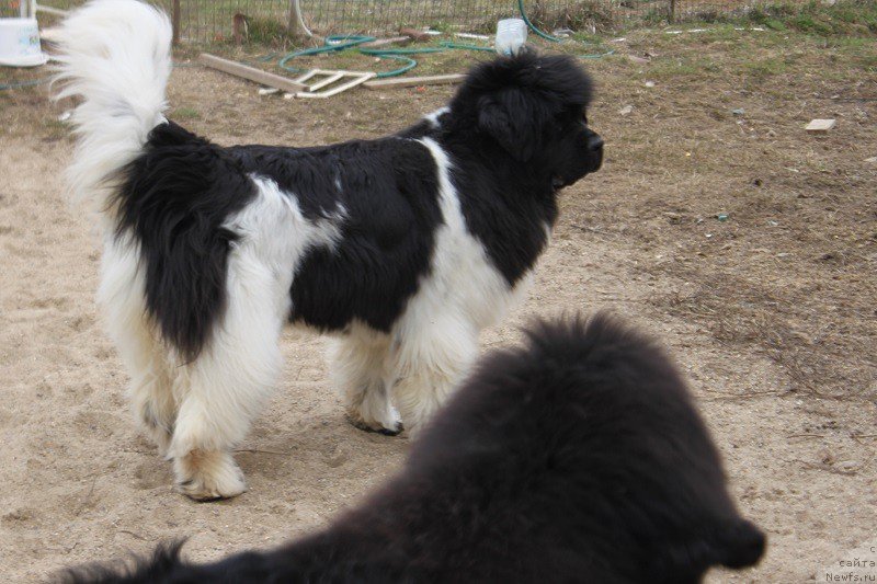 Фото: ньюфаундленд Iskushenie Moey Dushi (Искушение Моей Души)