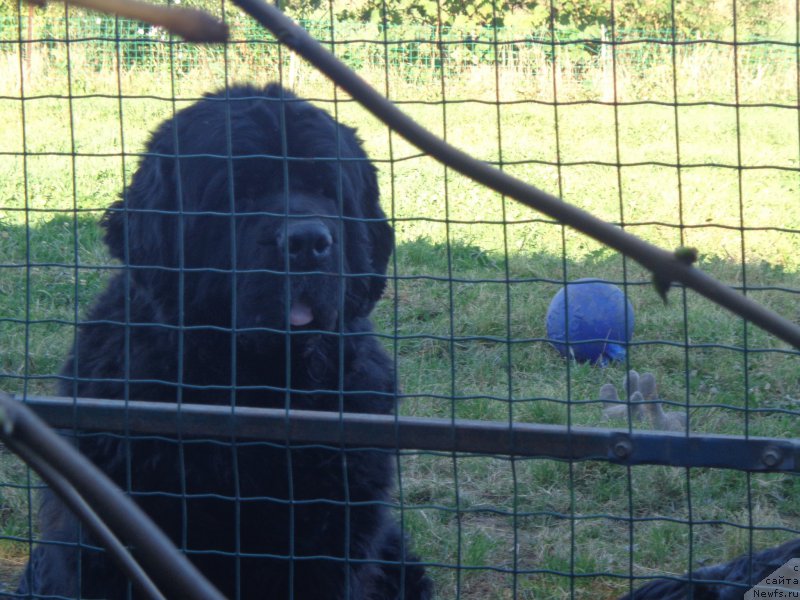Фото: ньюфаундленд Vito Kacho Ferl (Вито Качо Ферл)