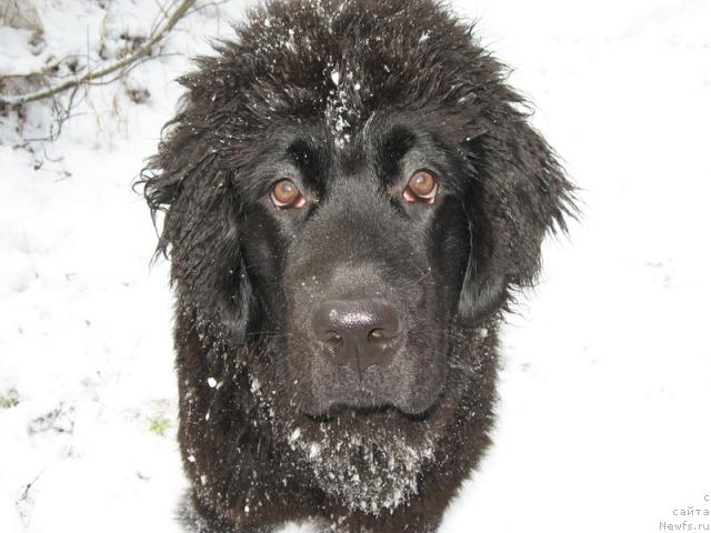 Фото: ньюфаундленд Gloriya Grand Blek (Глория Гранд Блек)