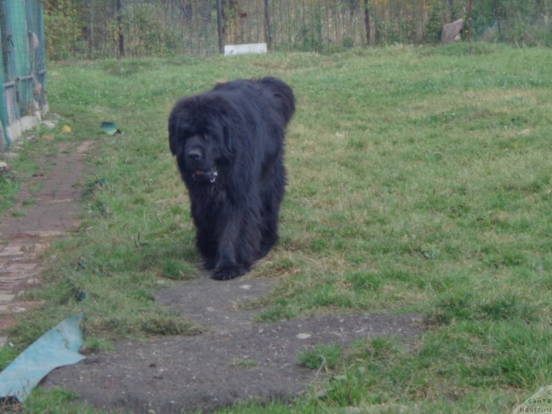 Фото: ньюфаундленд Super Premium Nao Del Trato (Супер Премиум Нао Дел Трато)