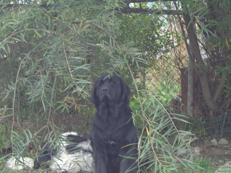 Фото: ньюфаундленд Viktorius Smayl (Викториус Смайл)