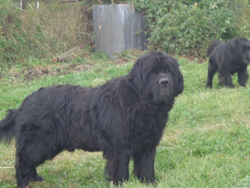 Фото: ньюфаундленд Vito Kacho Ferl (Вито Качо Ферл)