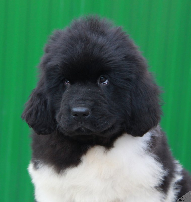 Фото: ньюфаундленд Akvian Song Rayt Hit Rayt Nou (Аквиан Сонг Райт Хит Райт Ноу)