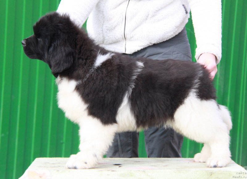 Фото: ньюфаундленд Akvian Song Rayt Hit Rayt Nou (Аквиан Сонг Райт Хит Райт Ноу)