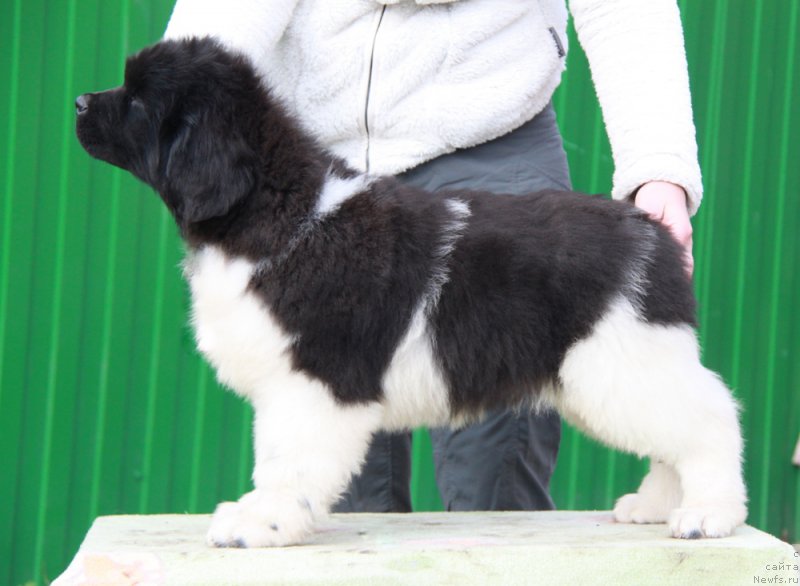 Фото: ньюфаундленд Akvian Song Rayt Hit Rayt Nou (Аквиан Сонг Райт Хит Райт Ноу)