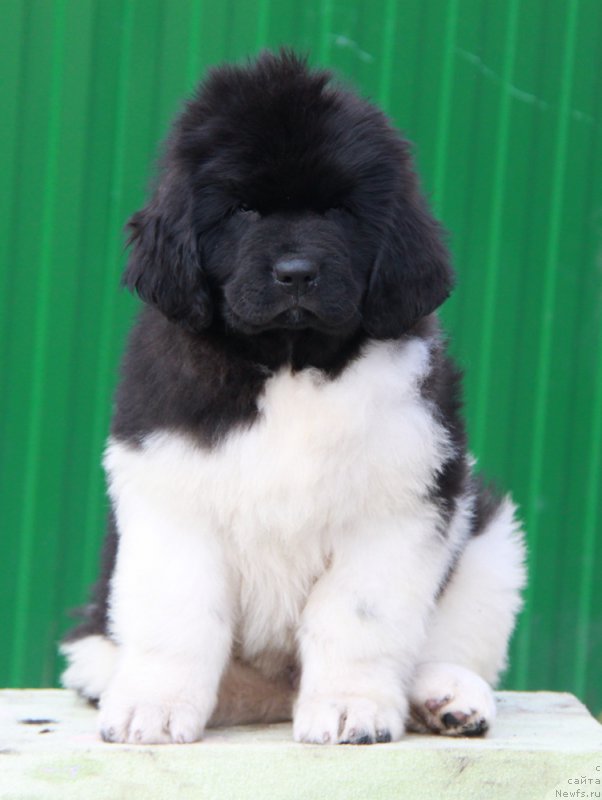 Фото: ньюфаундленд Akvian Song Rayt Hit Rayt Nou (Аквиан Сонг Райт Хит Райт Ноу)