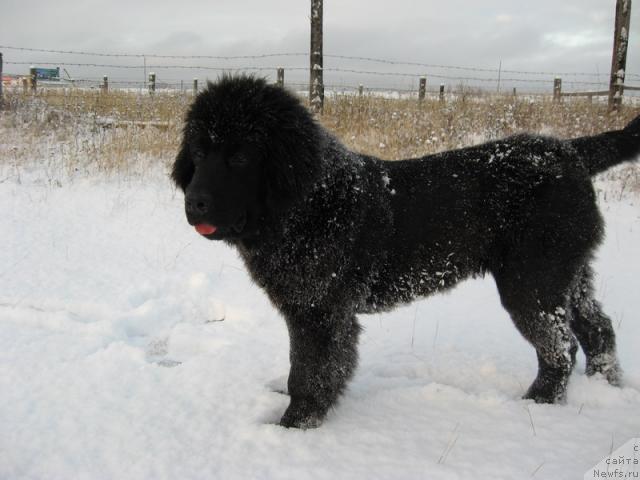 Фото: ньюфаундленд Gloriya Grand Blek (Глория Гранд Блек)