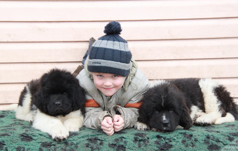 Фото: ньюфаундленд Akvian Song Rayt Hit Rayt Nou (Аквиан Сонг Райт Хит Райт Ноу), Дима, ньюфаундленд Akvian Song Rule ze Vorld (Аквиан Сонг Руле зе Ворлд)