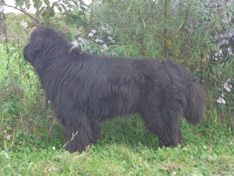 Фото: ньюфаундленд Super Premium Nao Del Trato (Супер Премиум Нао Дел Трато)