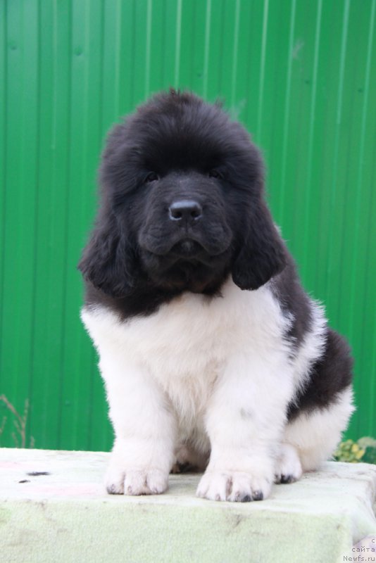 Фото: ньюфаундленд Akvian Song Rayt Hit Rayt Nou (Аквиан Сонг Райт Хит Райт Ноу)