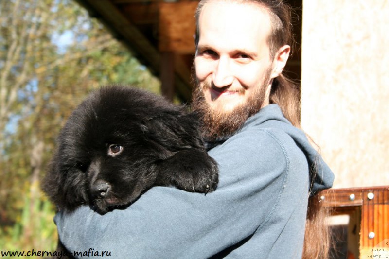 Фото: ньюфаундленд Chernaya Mafia Attractive Power (Черная Мафия Аттрактиве Повер)