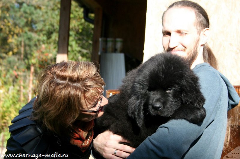 Фото: ньюфаундленд Chernaya Mafia Attractive Power (Черная Мафия Аттрактиве Повер)