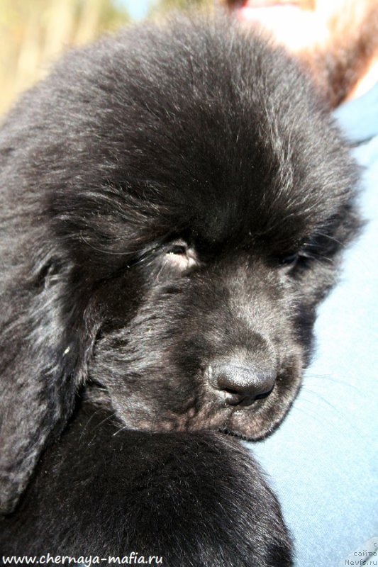 Фото: ньюфаундленд Chernaya Mafia Attractive Power (Черная Мафия Аттрактиве Повер)