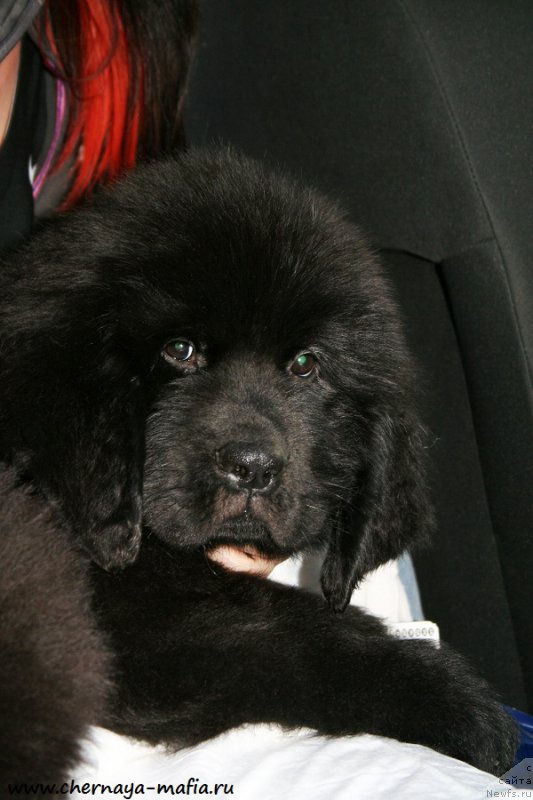 Фото: ньюфаундленд Chernaya Mafia Attractive Power (Черная Мафия Аттрактиве Повер)