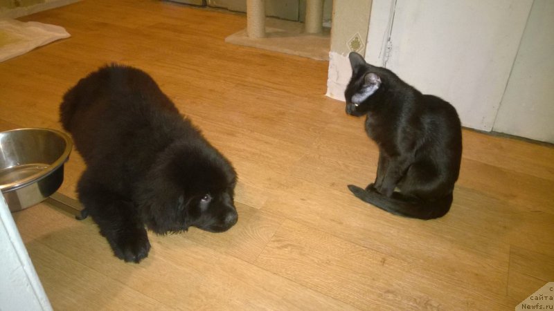 Фото: ньюфаундленд Chernaya Mafia Attractive Power (Черная Мафия Аттрактиве Повер)