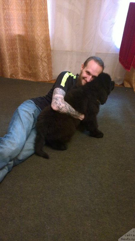 Фото: ньюфаундленд Chernaya Mafia Attractive Power (Черная Мафия Аттрактиве Повер)