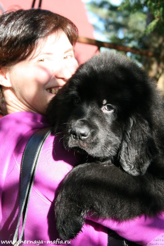 Фото: ньюфаундленд Chernaya Mafia А Kind of Magic (Черная Мафия А Кинд оф Магик)