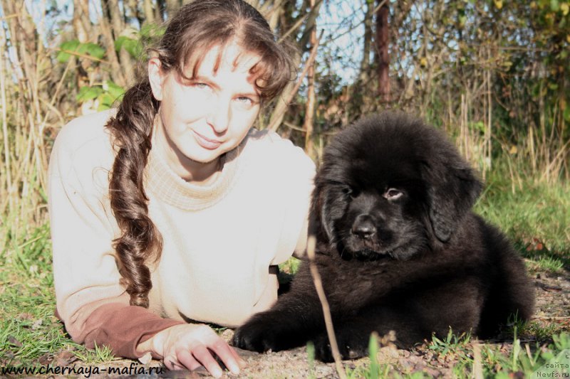 Фото: ньюфаундленд Chernaya Mafia Аll Rights Reserved (Черная Мафия Алл Ригхтс Ресервед), YUliya Naumova (Юлия Наумова)