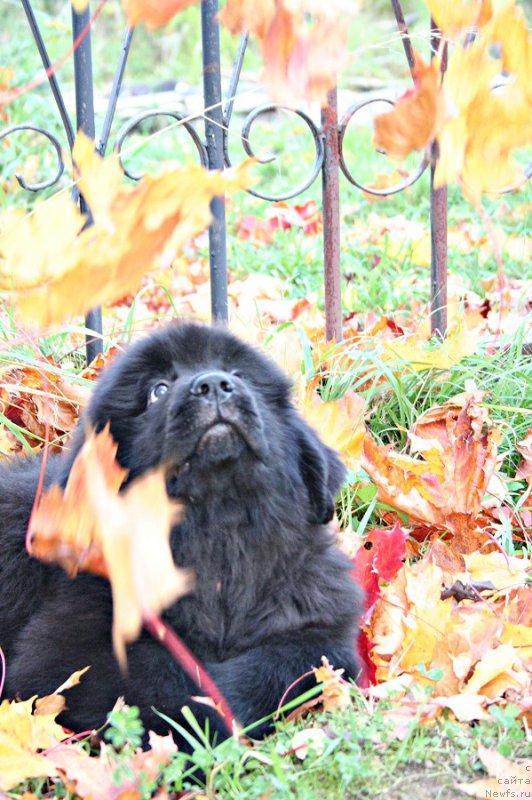 Фото: ньюфаундленд Chernaya Mafia Ace in the Hole (Черная Мафия Асе ин тхе Холе)