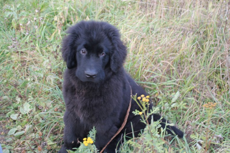 Фото: ньюфаундленд Potomstvenyiy Spasatel' (Потомственый Спасатель)