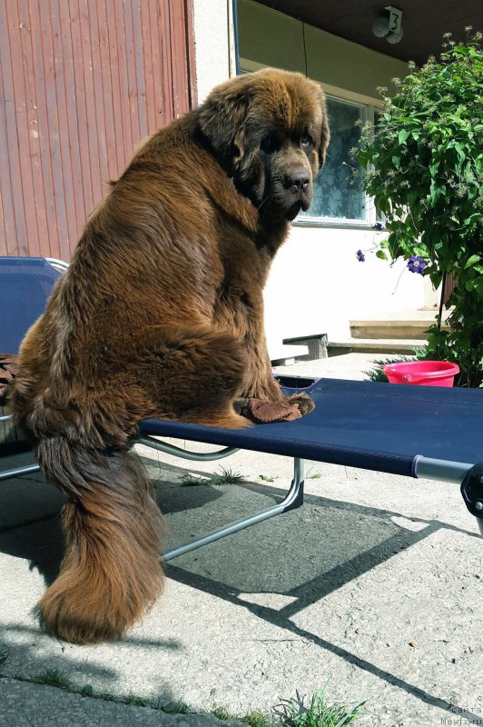 Фото: ньюфаундленд Brownblood MSK Hayes Hago (Браунблад МСК Хаиес Хаго)