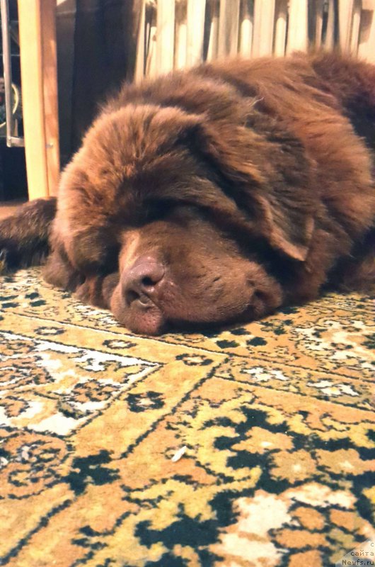 Фото: ньюфаундленд Brownblood MSK Hayes Hago (Браунблад МСК Хаиес Хаго)