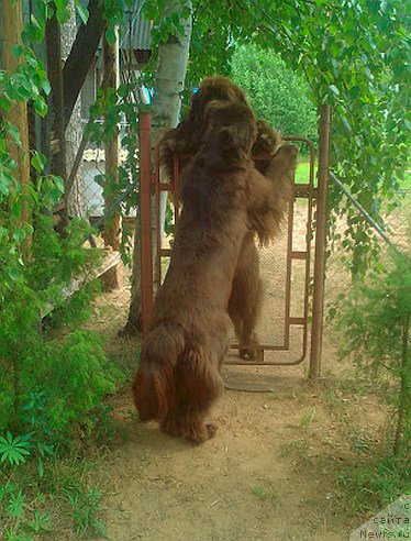 Фото: ньюфаундленд I Follow The Sun de L'Etoile de Cyrice, ньюфаундленд Aquatoriya Kelvin Heather Honey (Акватория Келвин Хизер Хани)