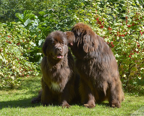 Фото: ньюфаундленд I Follow The Sun de L'Etoile de Cyrice, ньюфаундленд Aquatoriya Kelvin Heather Honey (Акватория Келвин Хизер Хани)