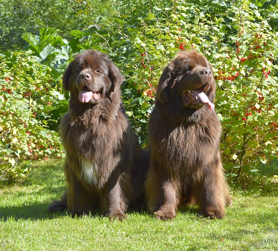 Фото: ньюфаундленд I Follow The Sun de L'Etoile de Cyrice, ньюфаундленд Aquatoriya Kelvin Heather Honey (Акватория Келвин Хизер Хани)