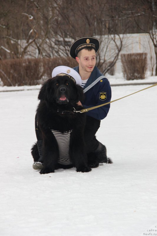 Фото: ньюфаундленд Nero Admiral (Неро Адмирал)