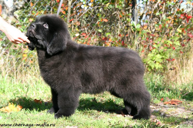 Фотография № 193083